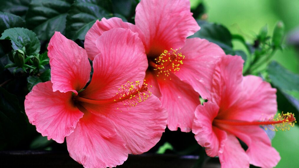 Hibiscus am Cyylax