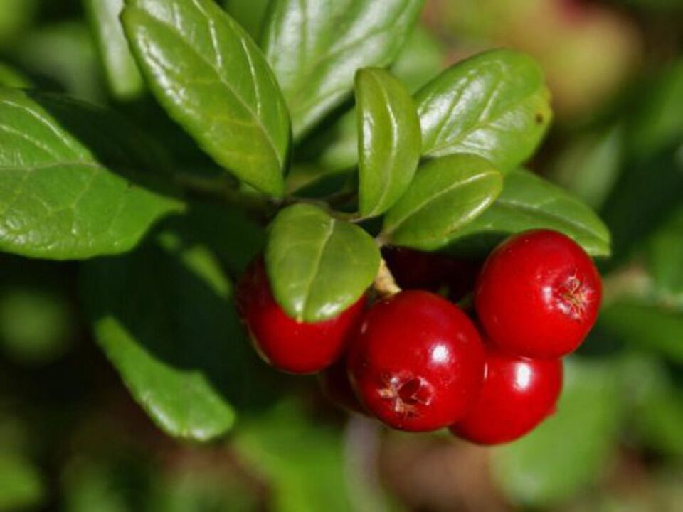 Lingonberry fir Cystitis bei Fraen